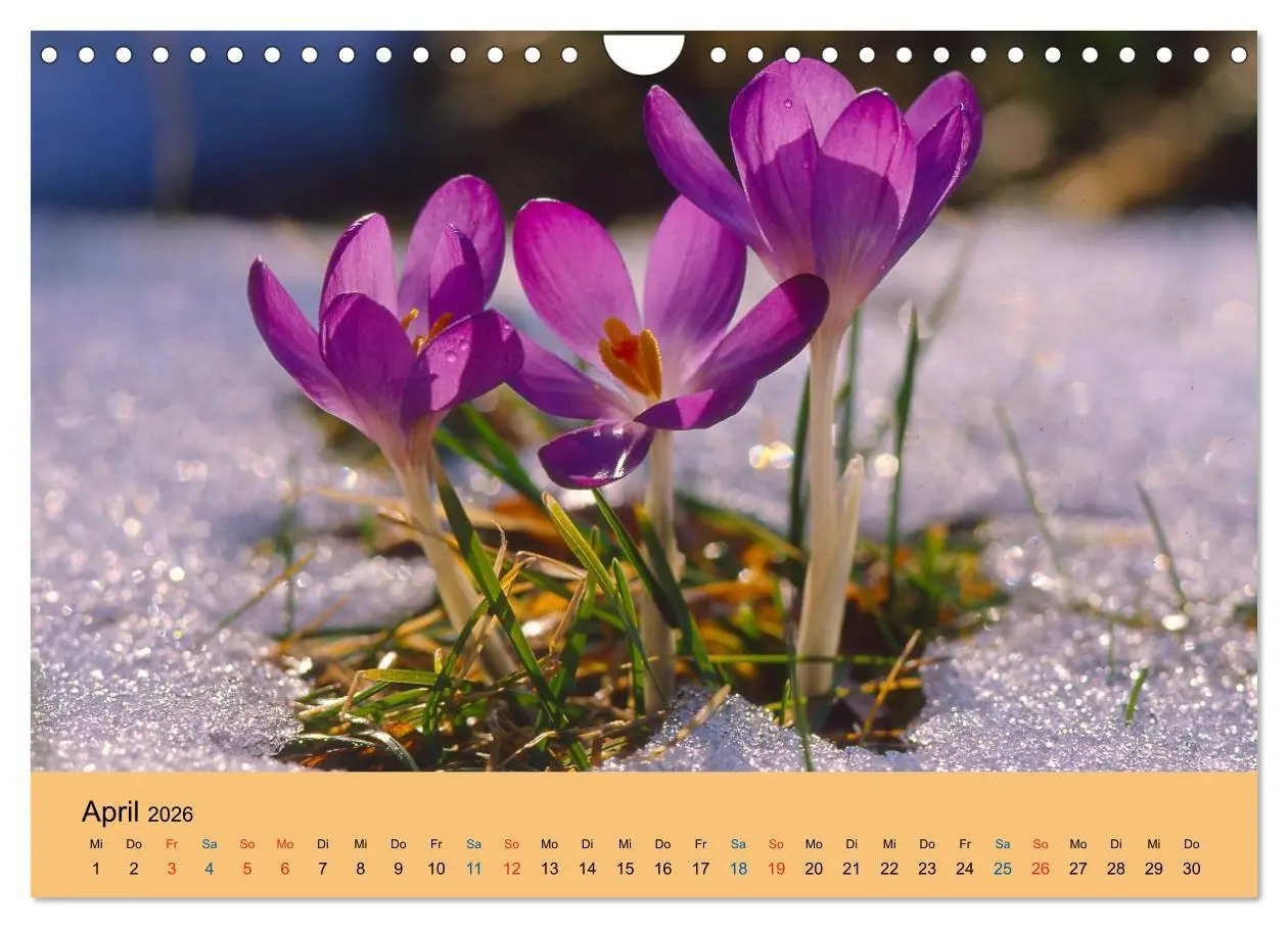 Bild: 9783516173284 | Wildblumen 2026 (Wandkalender 2026 DIN A4 quer), CALVENDO...