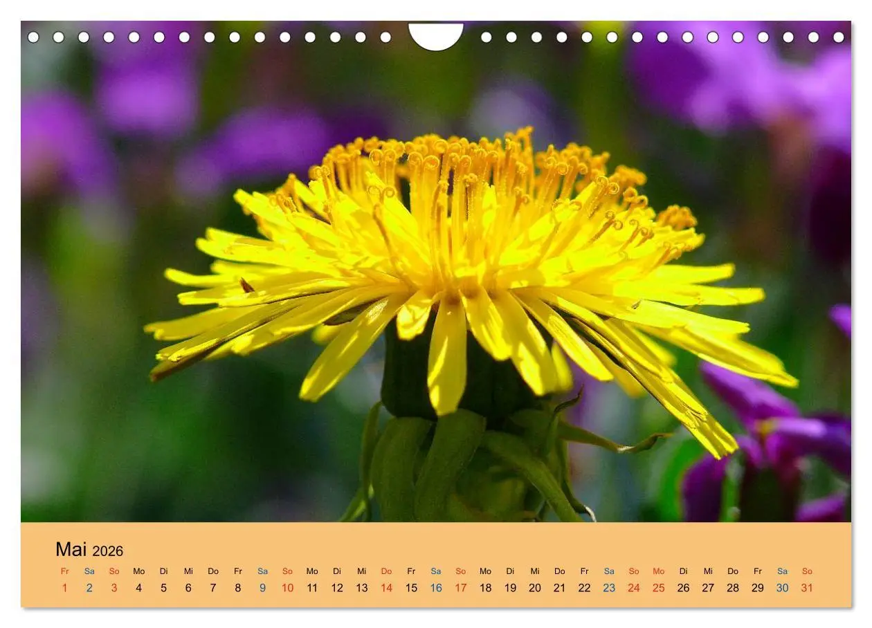 Bild: 9783516173284 | Wildblumen 2026 (Wandkalender 2026 DIN A4 quer), CALVENDO...