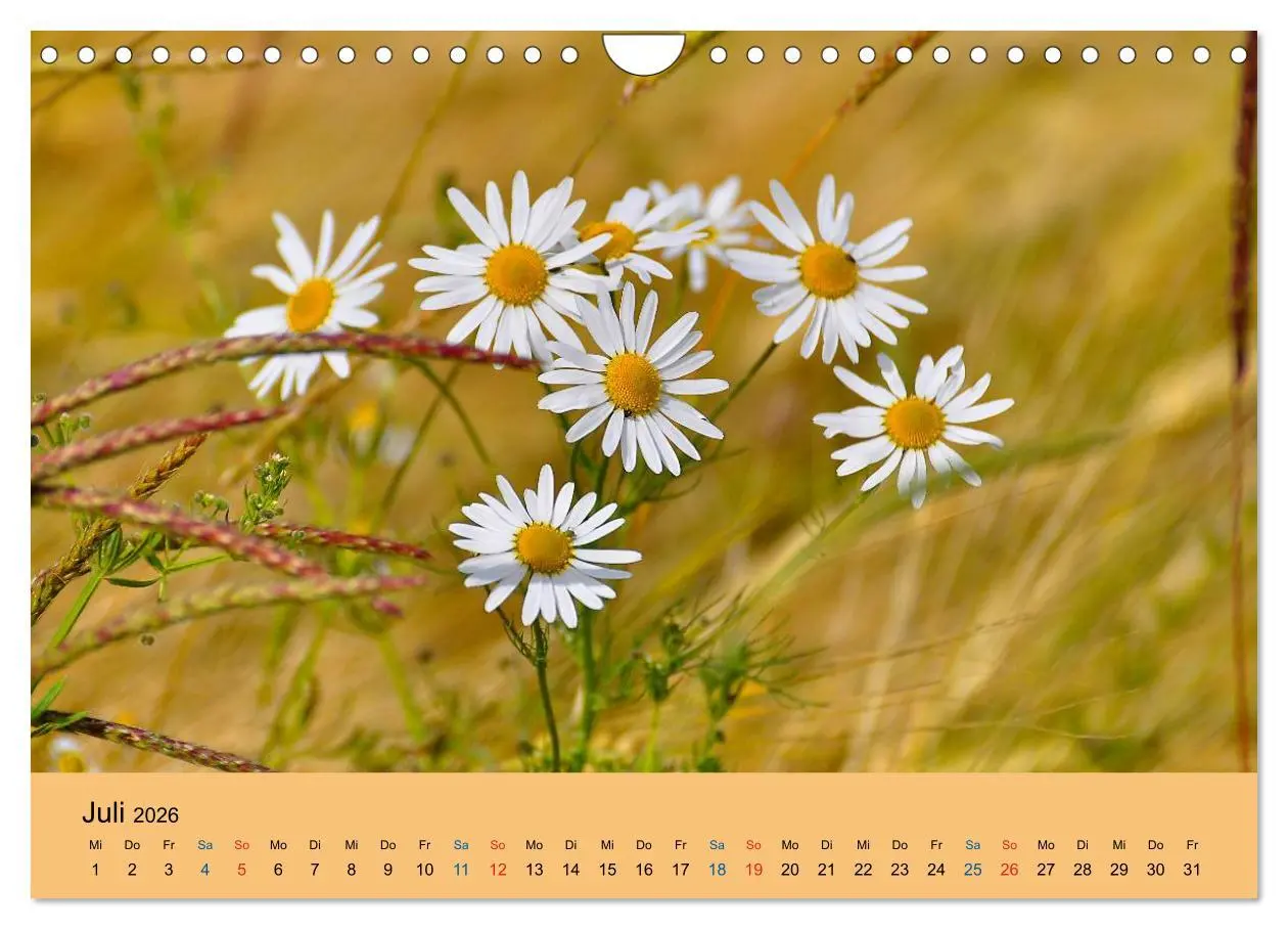 Bild: 9783516173284 | Wildblumen 2026 (Wandkalender 2026 DIN A4 quer), CALVENDO...