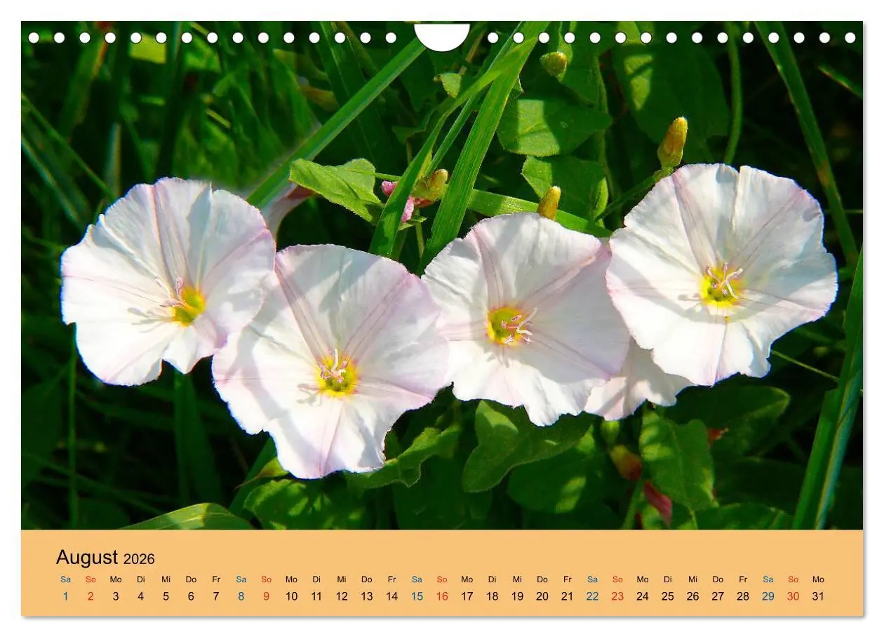 Bild: 9783516173284 | Wildblumen 2026 (Wandkalender 2026 DIN A4 quer), CALVENDO...