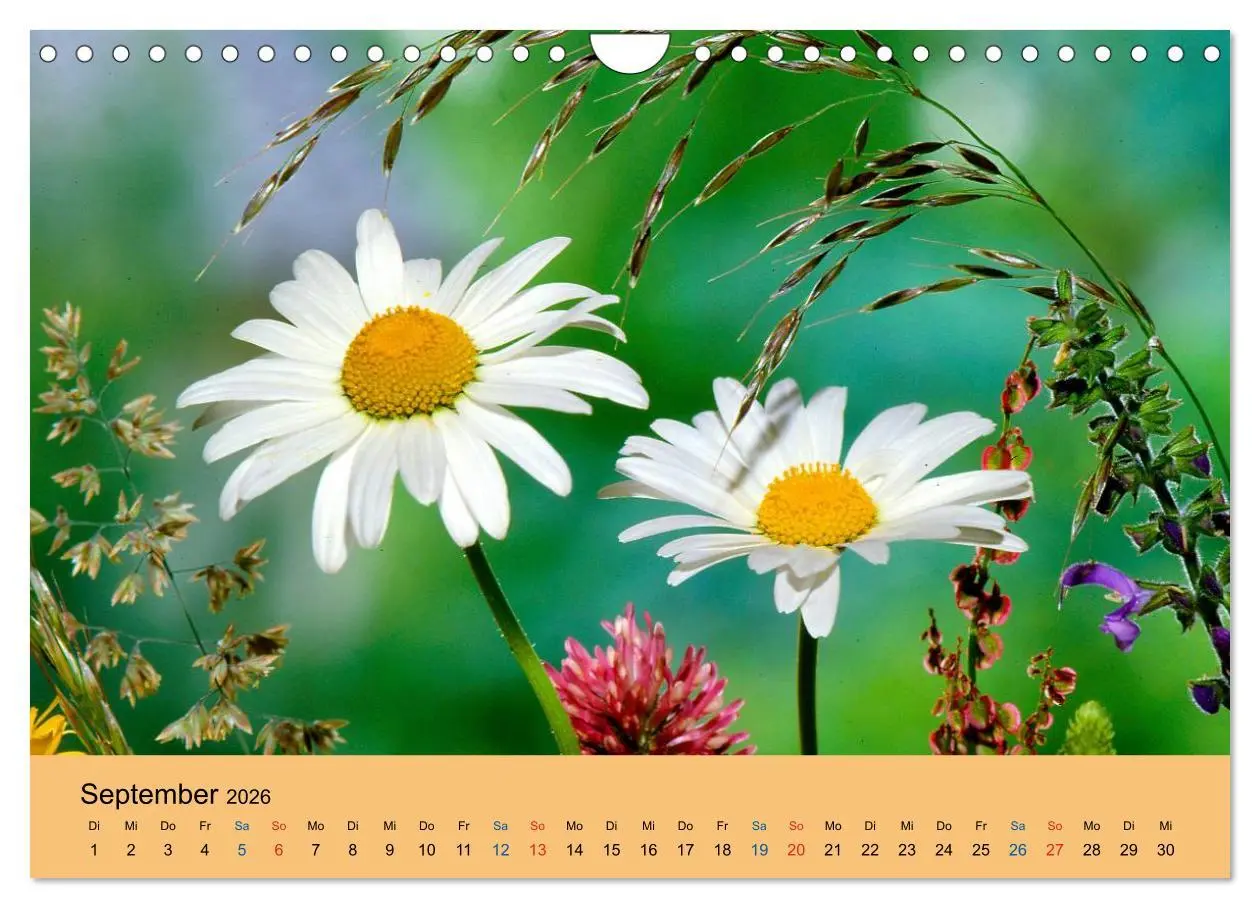 Bild: 9783516173284 | Wildblumen 2026 (Wandkalender 2026 DIN A4 quer), CALVENDO...
