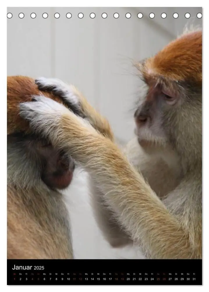 Bild: 9783457073384 | Zootiere (Tischkalender 2025 DIN A5 hoch), CALVENDO Monatskalender