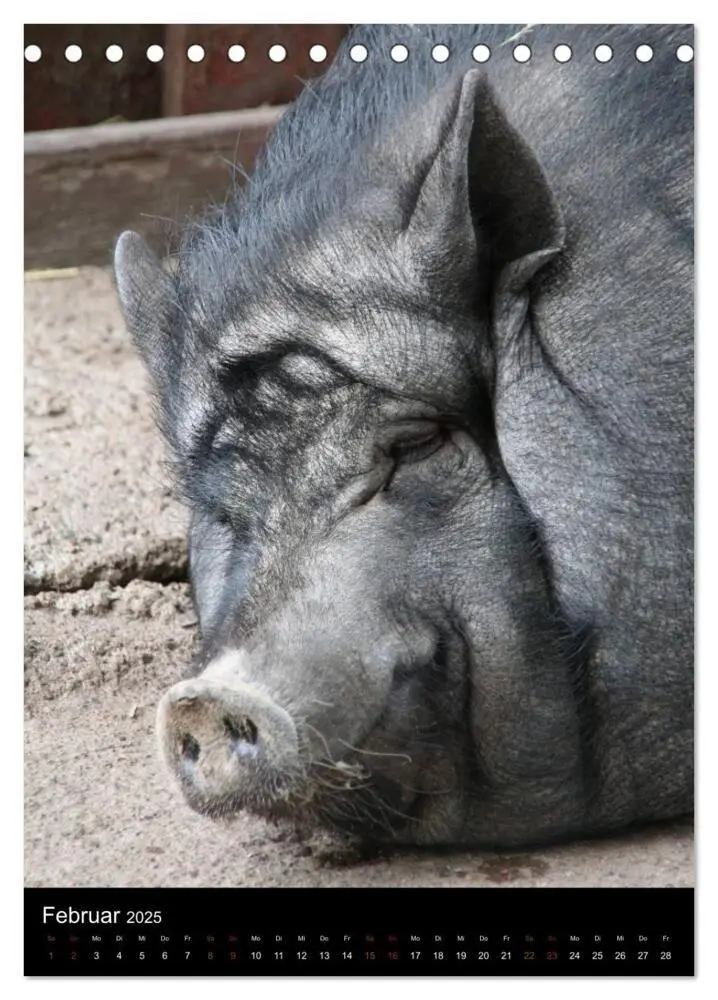 Bild: 9783457073384 | Zootiere (Tischkalender 2025 DIN A5 hoch), CALVENDO Monatskalender