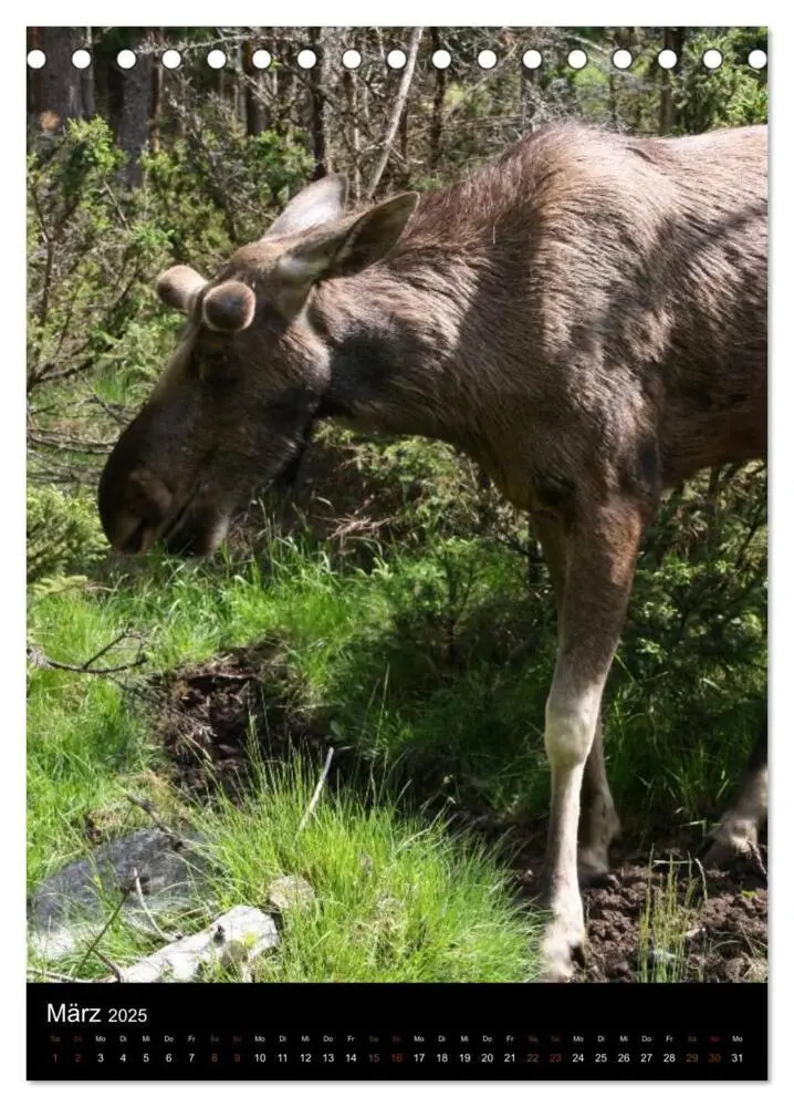 Bild: 9783457073384 | Zootiere (Tischkalender 2025 DIN A5 hoch), CALVENDO Monatskalender