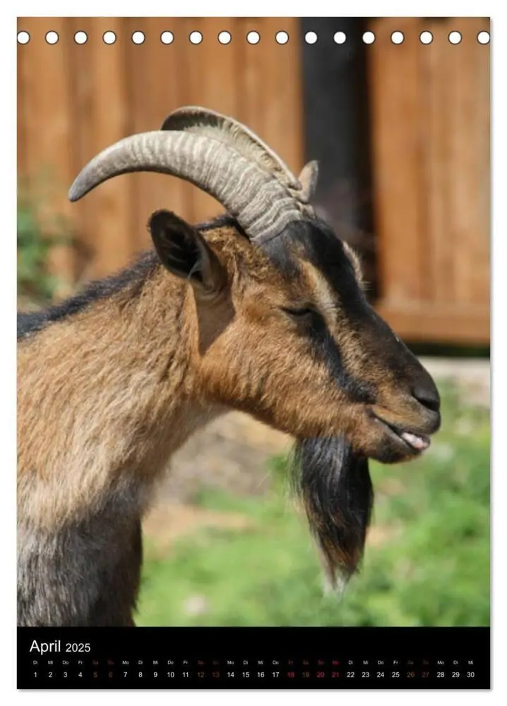 Bild: 9783457073384 | Zootiere (Tischkalender 2025 DIN A5 hoch), CALVENDO Monatskalender