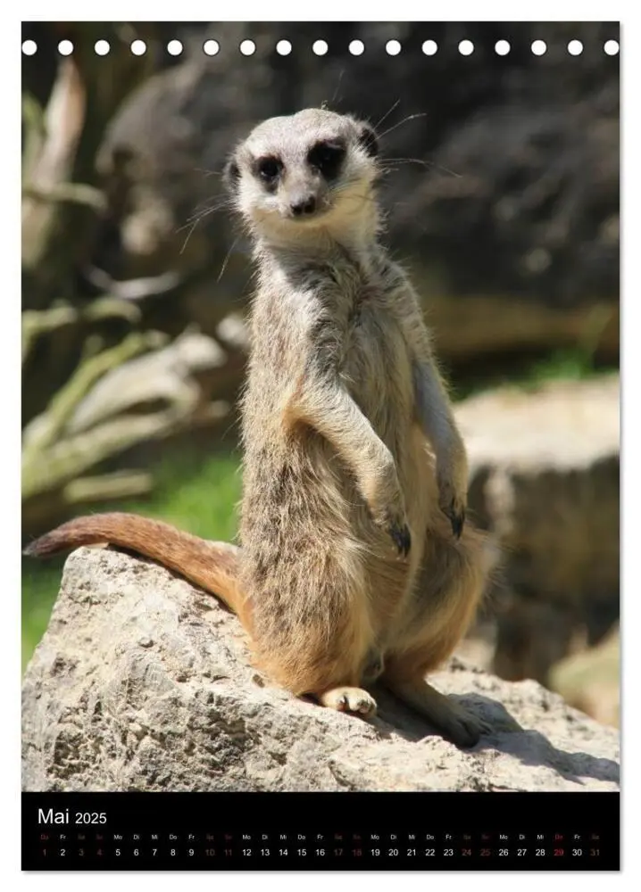 Bild: 9783457073384 | Zootiere (Tischkalender 2025 DIN A5 hoch), CALVENDO Monatskalender