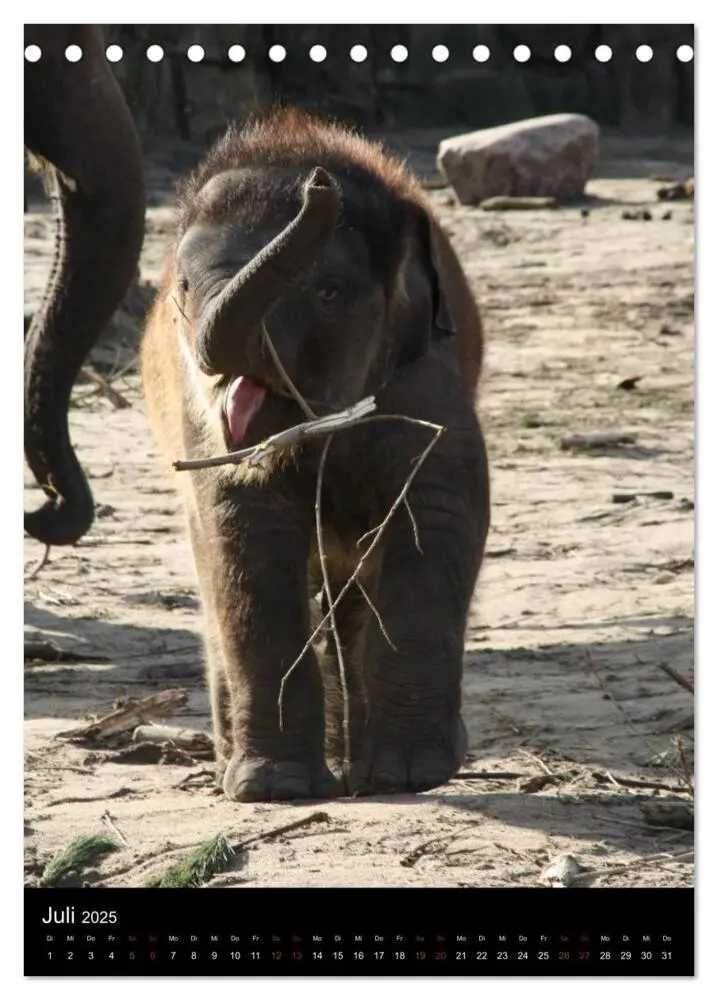 Bild: 9783457073384 | Zootiere (Tischkalender 2025 DIN A5 hoch), CALVENDO Monatskalender