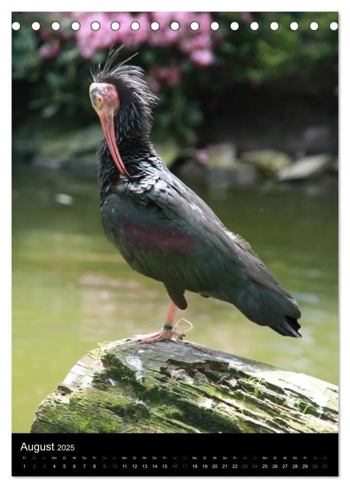 Bild: 9783457073384 | Zootiere (Tischkalender 2025 DIN A5 hoch), CALVENDO Monatskalender