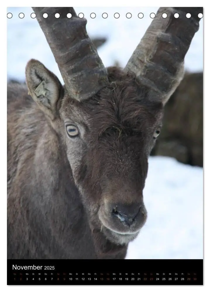 Bild: 9783457073384 | Zootiere (Tischkalender 2025 DIN A5 hoch), CALVENDO Monatskalender