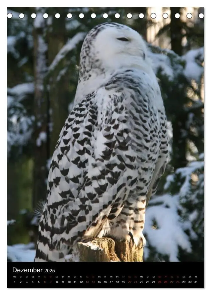 Bild: 9783457073384 | Zootiere (Tischkalender 2025 DIN A5 hoch), CALVENDO Monatskalender
