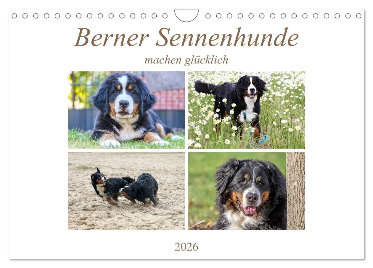 Cover: 9783457833384 | Berner Sennenhunde machen glücklich (Wandkalender 2026 DIN A4...