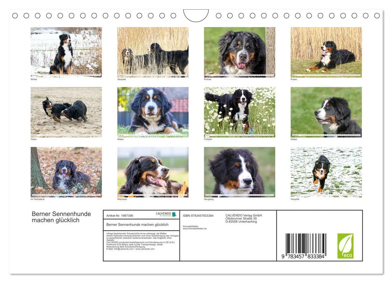 Bild: 9783457833384 | Berner Sennenhunde machen glücklich (Wandkalender 2026 DIN A4...