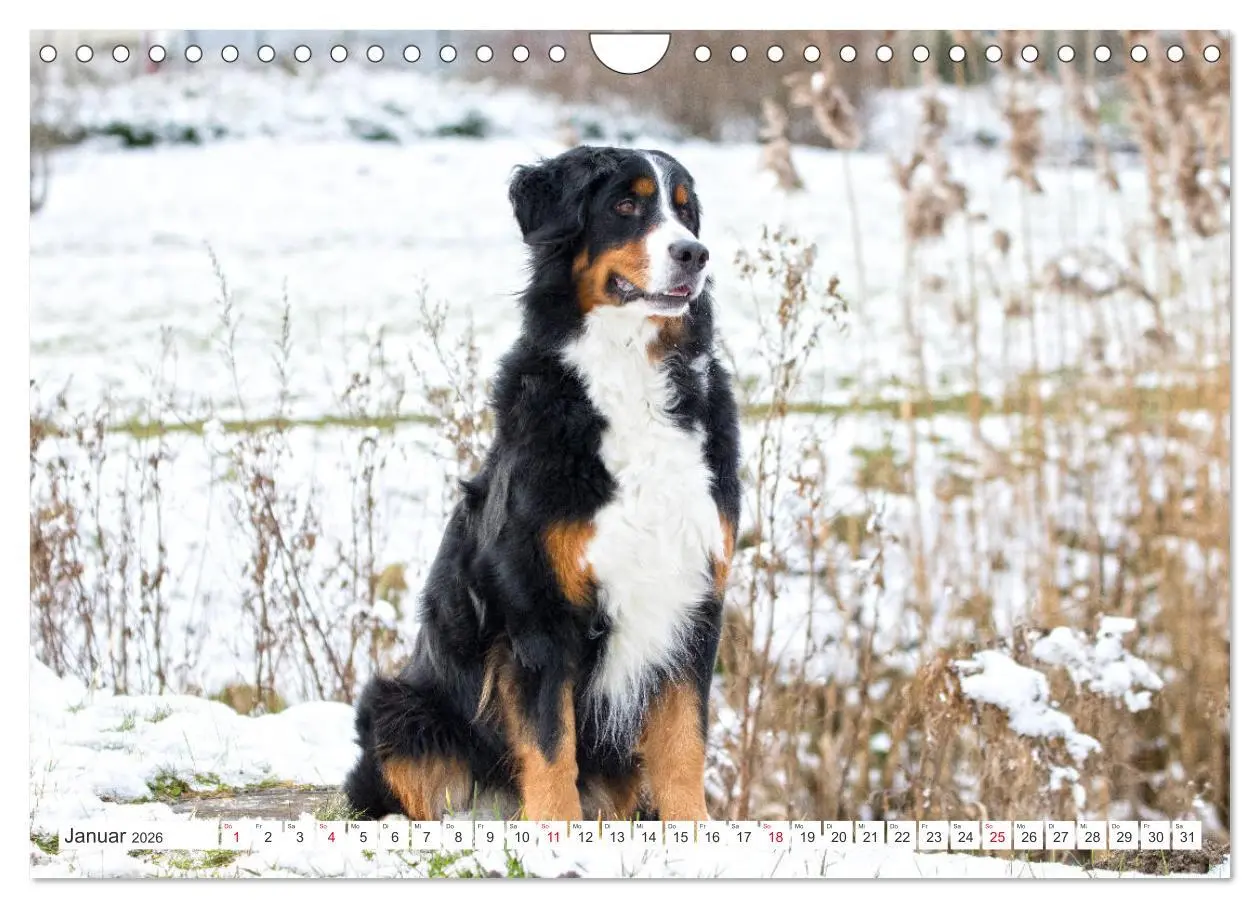 Bild: 9783457833384 | Berner Sennenhunde machen glücklich (Wandkalender 2026 DIN A4...