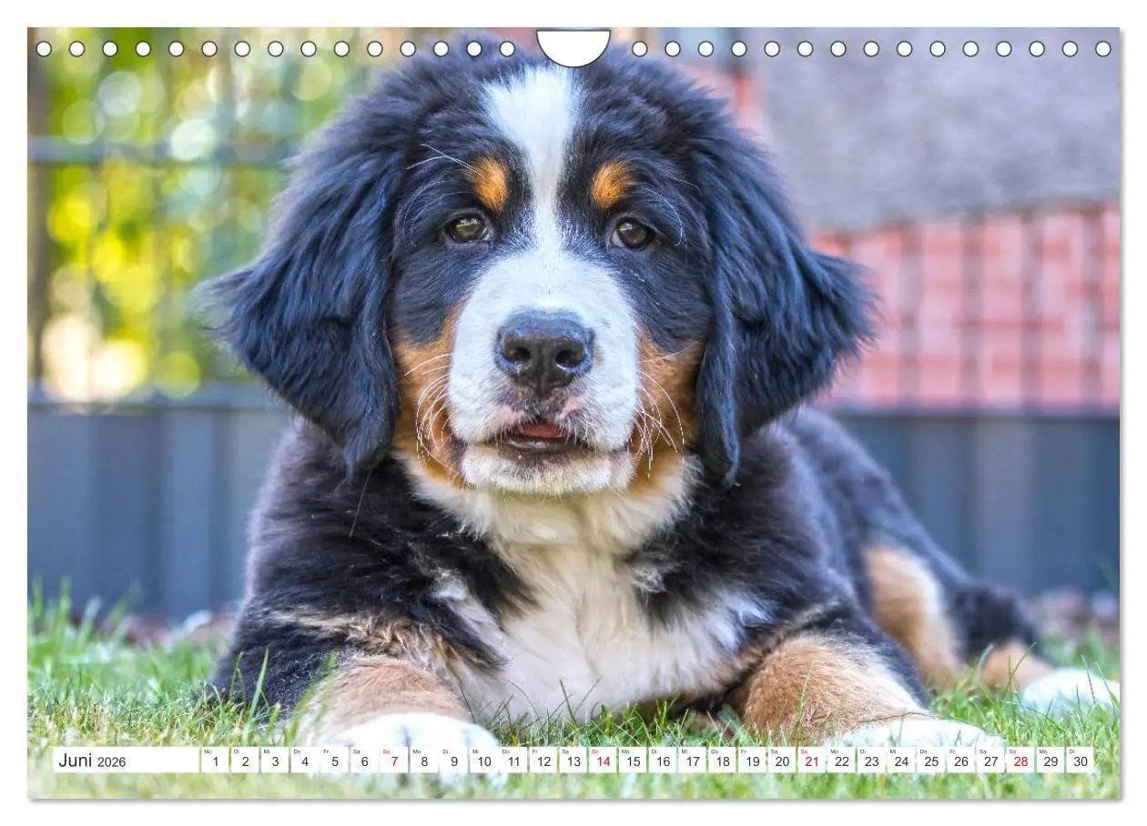 Bild: 9783457833384 | Berner Sennenhunde machen glücklich (Wandkalender 2026 DIN A4...