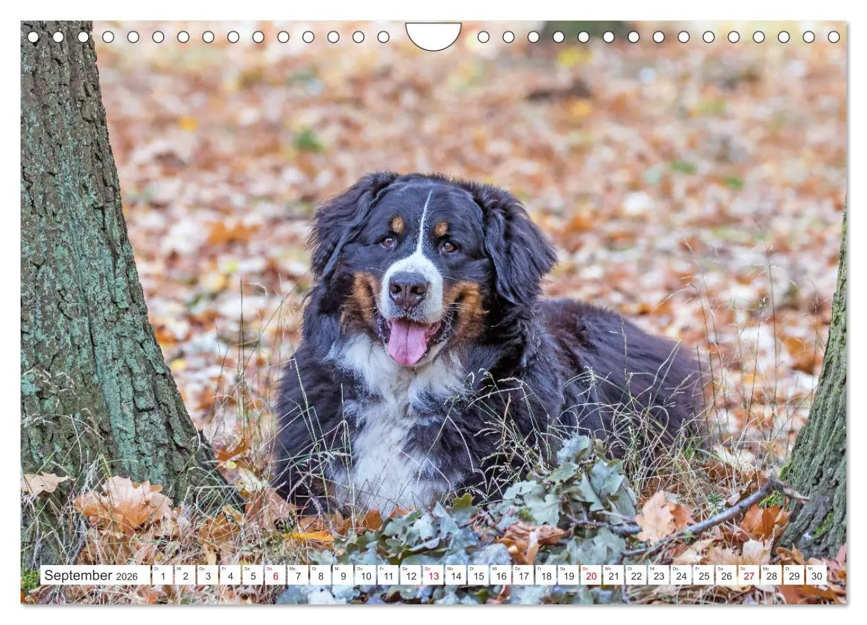 Bild: 9783457833384 | Berner Sennenhunde machen glücklich (Wandkalender 2026 DIN A4...