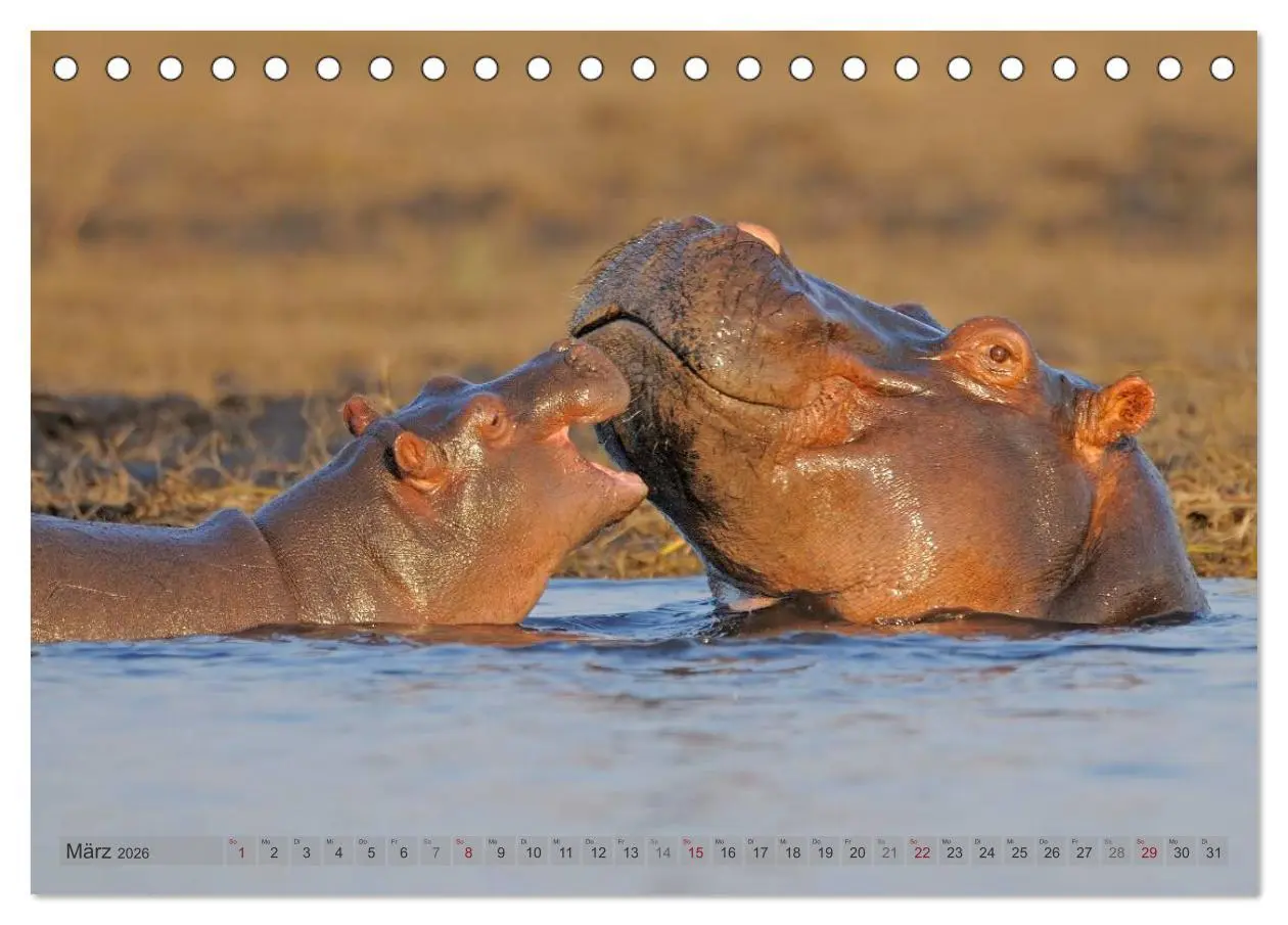 Bild: 9783516163384 | Flusspferde Magie des Augenblicks - Hippos in Afrika (Tischkalender...