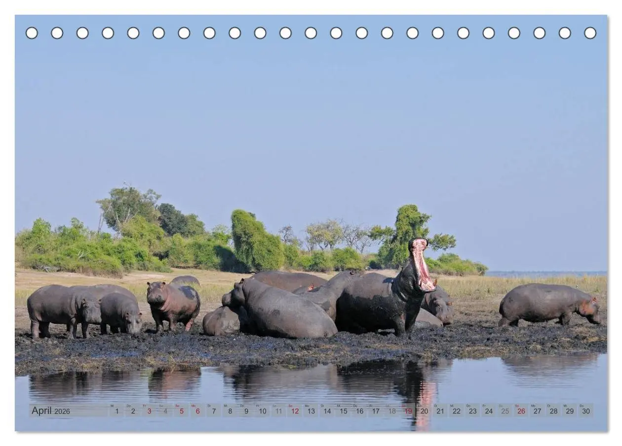 Bild: 9783516163384 | Flusspferde Magie des Augenblicks - Hippos in Afrika (Tischkalender...