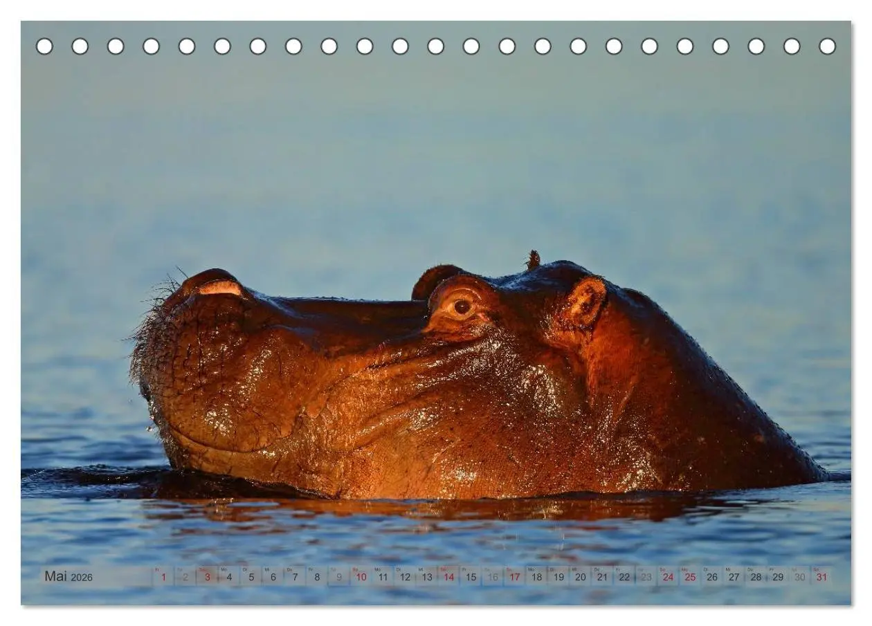 Bild: 9783516163384 | Flusspferde Magie des Augenblicks - Hippos in Afrika (Tischkalender...