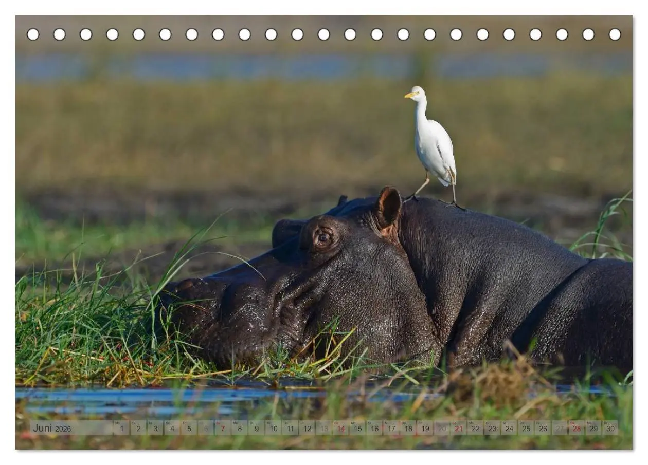 Bild: 9783516163384 | Flusspferde Magie des Augenblicks - Hippos in Afrika (Tischkalender...