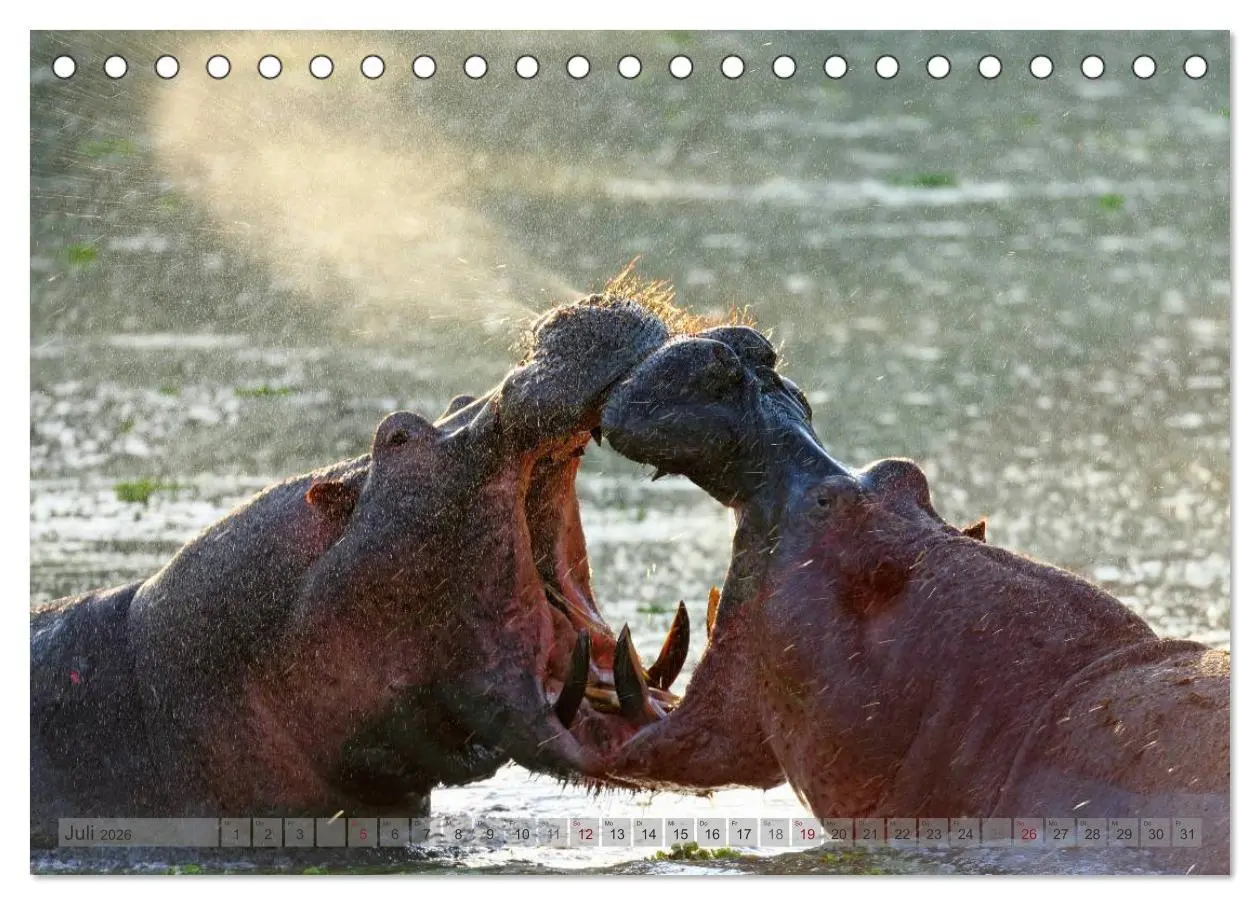 Bild: 9783516163384 | Flusspferde Magie des Augenblicks - Hippos in Afrika (Tischkalender...