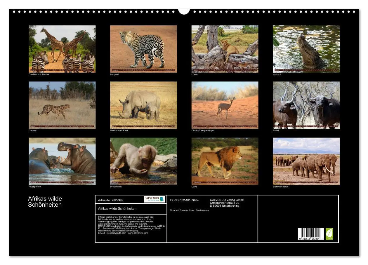 Bild: 9783516153484 | Afrikas wilde Schönheiten (Wandkalender 2026 DIN A2 quer), CALVENDO...