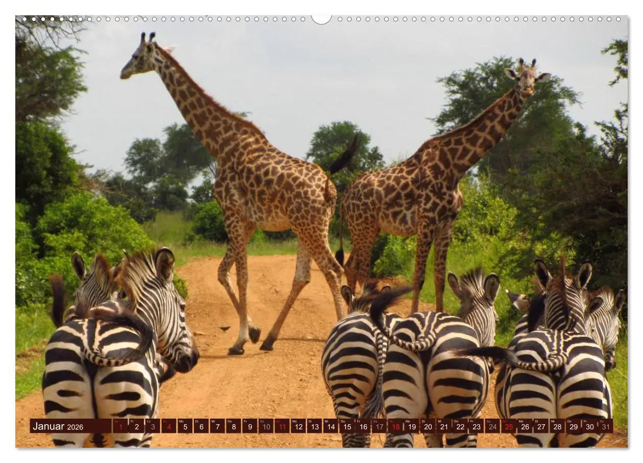 Bild: 9783516153484 | Afrikas wilde Schönheiten (Wandkalender 2026 DIN A2 quer), CALVENDO...