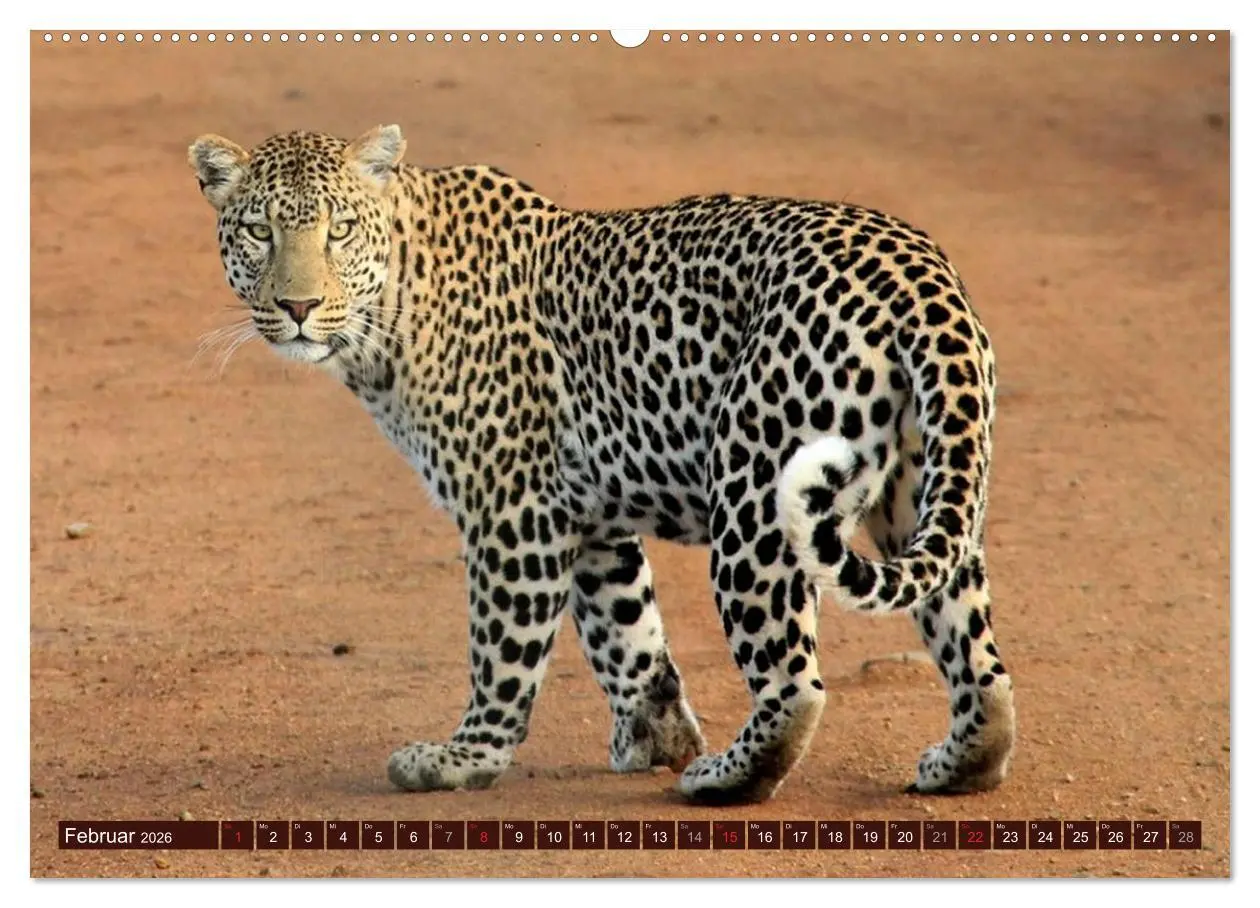 Bild: 9783516153484 | Afrikas wilde Schönheiten (Wandkalender 2026 DIN A2 quer), CALVENDO...