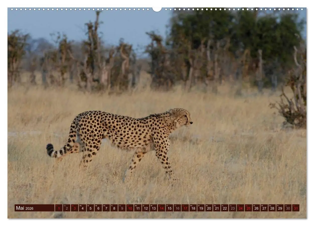 Bild: 9783516153484 | Afrikas wilde Schönheiten (Wandkalender 2026 DIN A2 quer), CALVENDO...