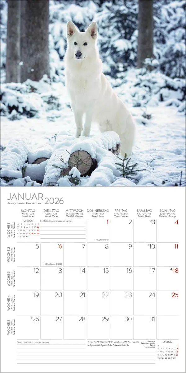 Bild: 9783731883784 | Dogs 2026 | Verlag Korsch | Kalender | 13 S. | Deutsch | 2026