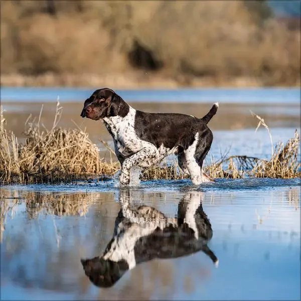 Bild: 9783731883784 | Dogs 2026 | Verlag Korsch | Kalender | 13 S. | Deutsch | 2026