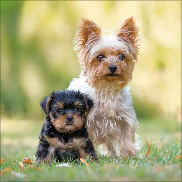 Bild: 9783731883784 | Dogs 2026 | Verlag Korsch | Kalender | 13 S. | Deutsch | 2026