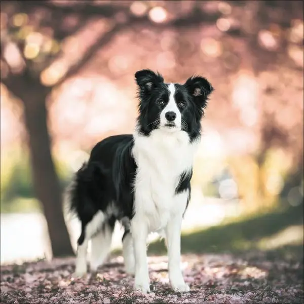 Bild: 9783731883784 | Dogs 2026 | Verlag Korsch | Kalender | 13 S. | Deutsch | 2026