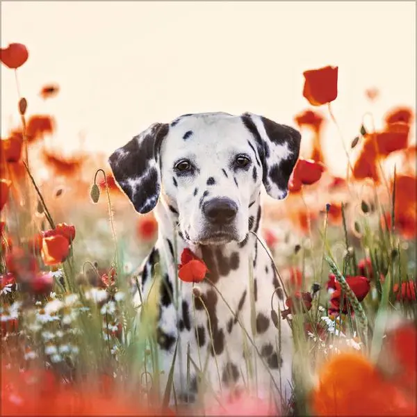 Bild: 9783731883784 | Dogs 2026 | Verlag Korsch | Kalender | 13 S. | Deutsch | 2026