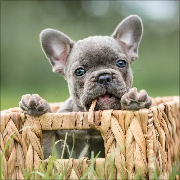 Bild: 9783731883784 | Dogs 2026 | Verlag Korsch | Kalender | 13 S. | Deutsch | 2026