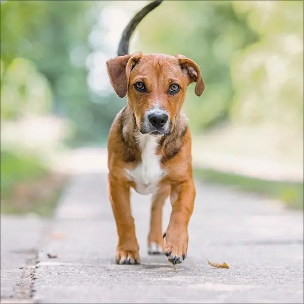 Bild: 9783731883784 | Dogs 2026 | Verlag Korsch | Kalender | 13 S. | Deutsch | 2026