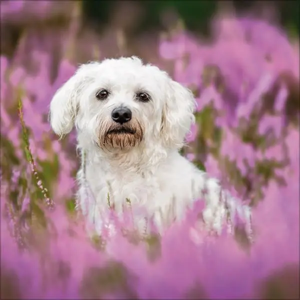 Bild: 9783731883784 | Dogs 2026 | Verlag Korsch | Kalender | 13 S. | Deutsch | 2026