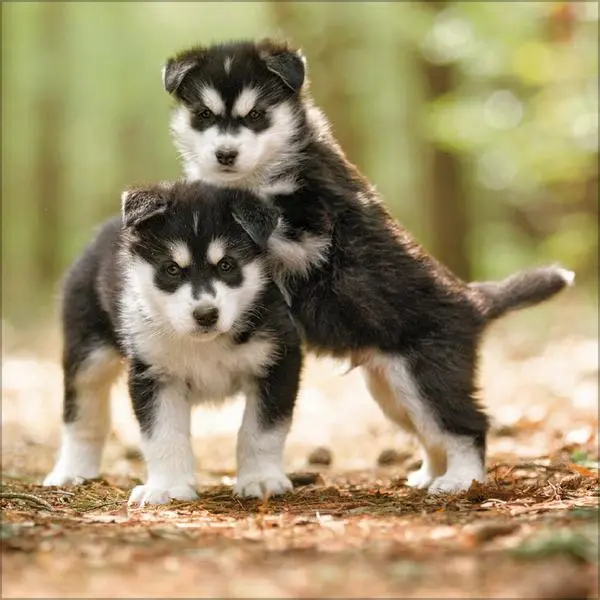 Bild: 9783731883784 | Dogs 2026 | Verlag Korsch | Kalender | 13 S. | Deutsch | 2026