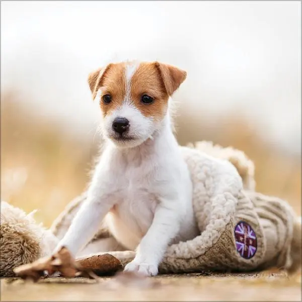 Bild: 9783731883784 | Dogs 2026 | Verlag Korsch | Kalender | 13 S. | Deutsch | 2026