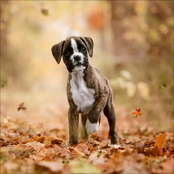 Bild: 9783731883784 | Dogs 2026 | Verlag Korsch | Kalender | 13 S. | Deutsch | 2026
