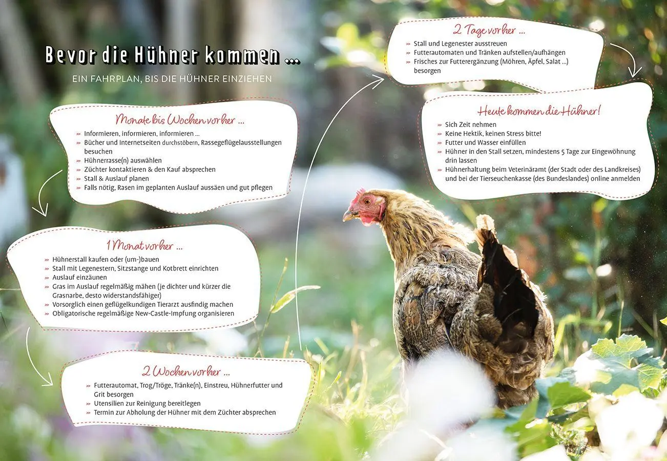 Bild: 9783818623784 | Im Garten gackert's | Mein Einsteiger-Guide für die Hühnerhaltung