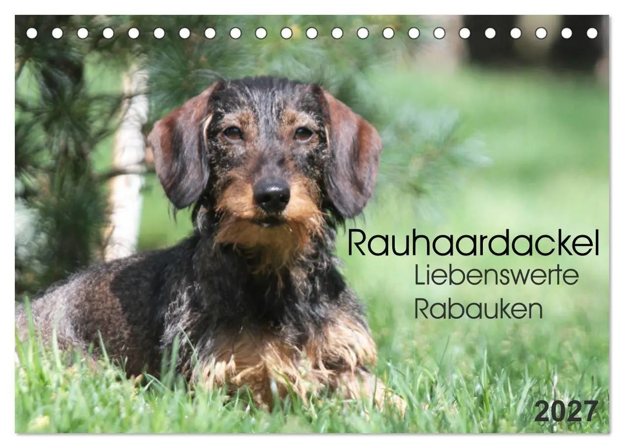 Cover: 9783594193884 | Liebenswerte Rabauken - Rauhaardackel (Tischkalender 2027 DIN A5...