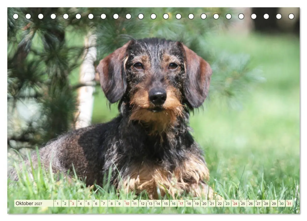 Bild: 9783594193884 | Liebenswerte Rabauken - Rauhaardackel (Tischkalender 2027 DIN A5...