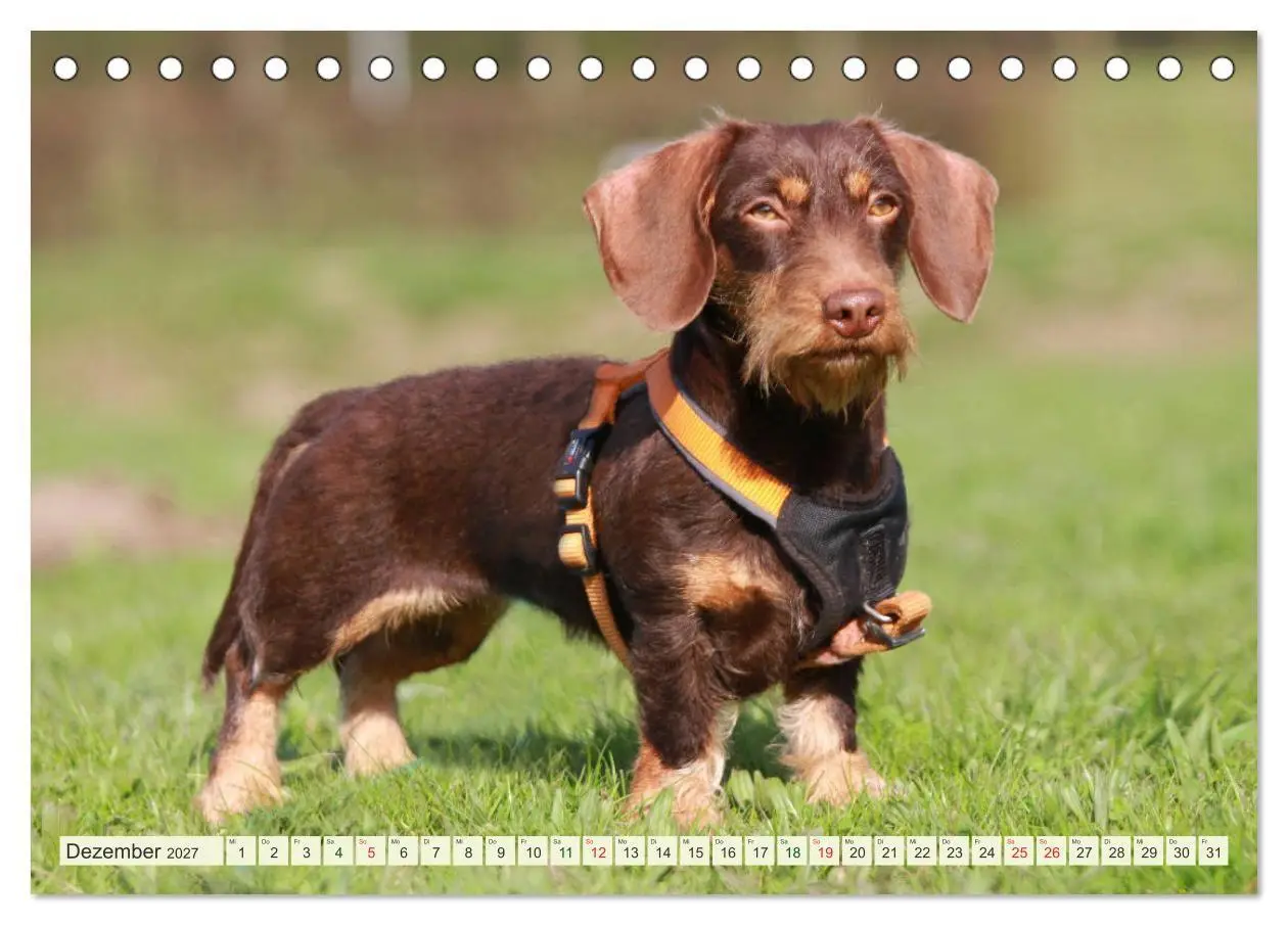 Bild: 9783594193884 | Liebenswerte Rabauken - Rauhaardackel (Tischkalender 2027 DIN A5...