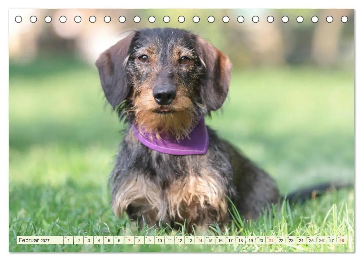 Bild: 9783594193884 | Liebenswerte Rabauken - Rauhaardackel (Tischkalender 2027 DIN A5...