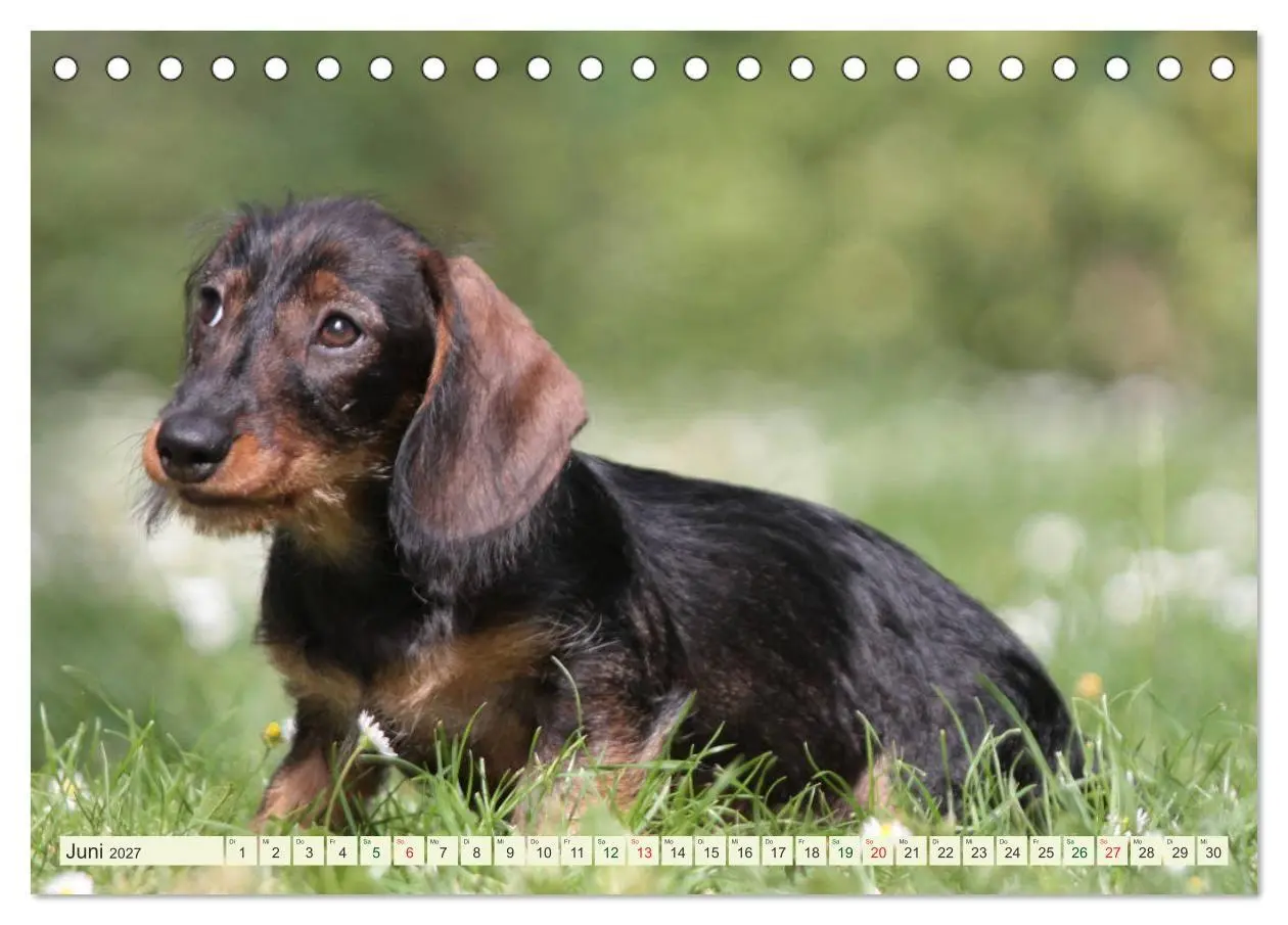 Bild: 9783594193884 | Liebenswerte Rabauken - Rauhaardackel (Tischkalender 2027 DIN A5...