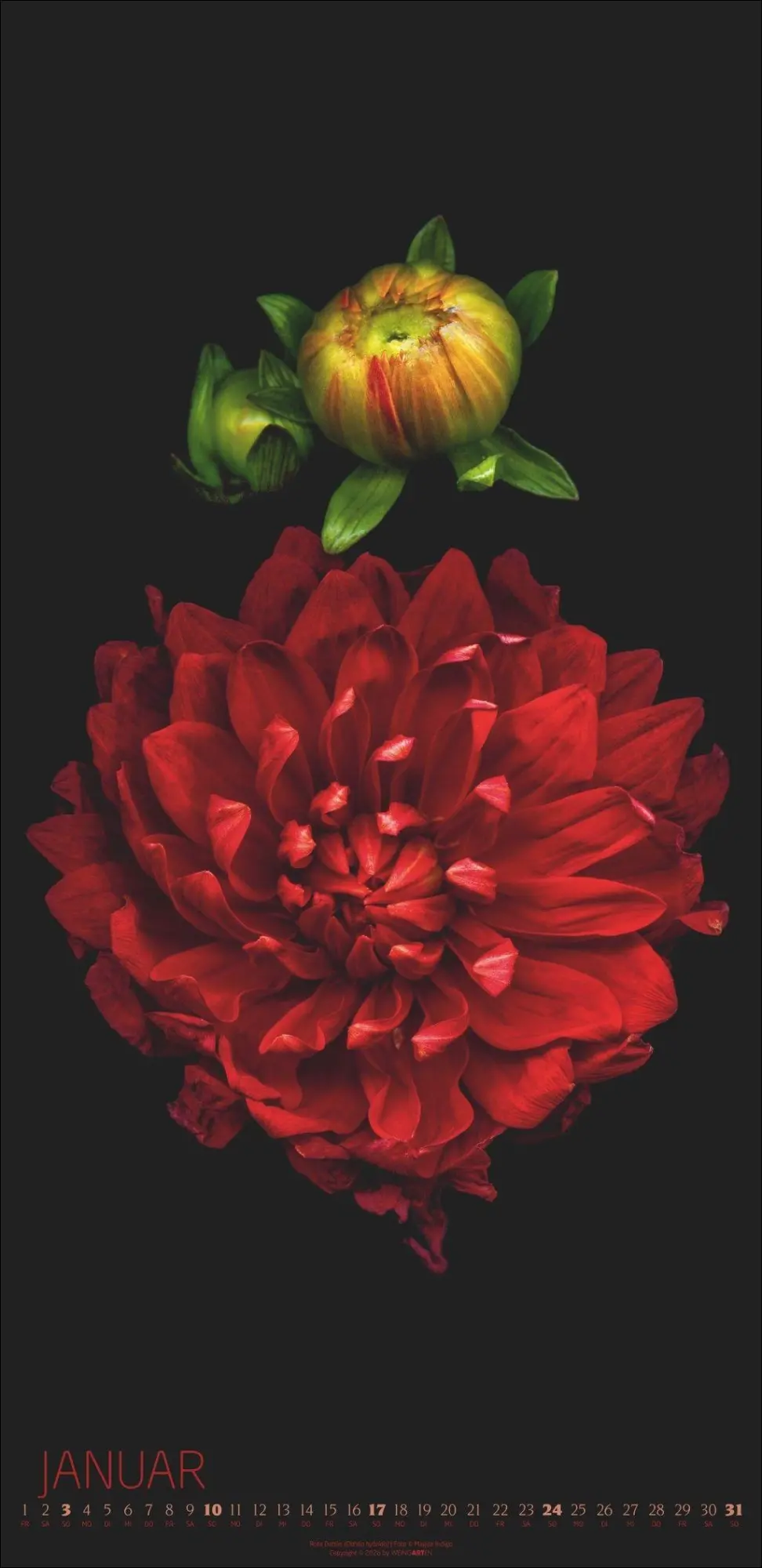 Bild: 9783839904084 | Die Magie der Blumen Kalender 2027 | Magda Indigo | Kalender | 14 S.