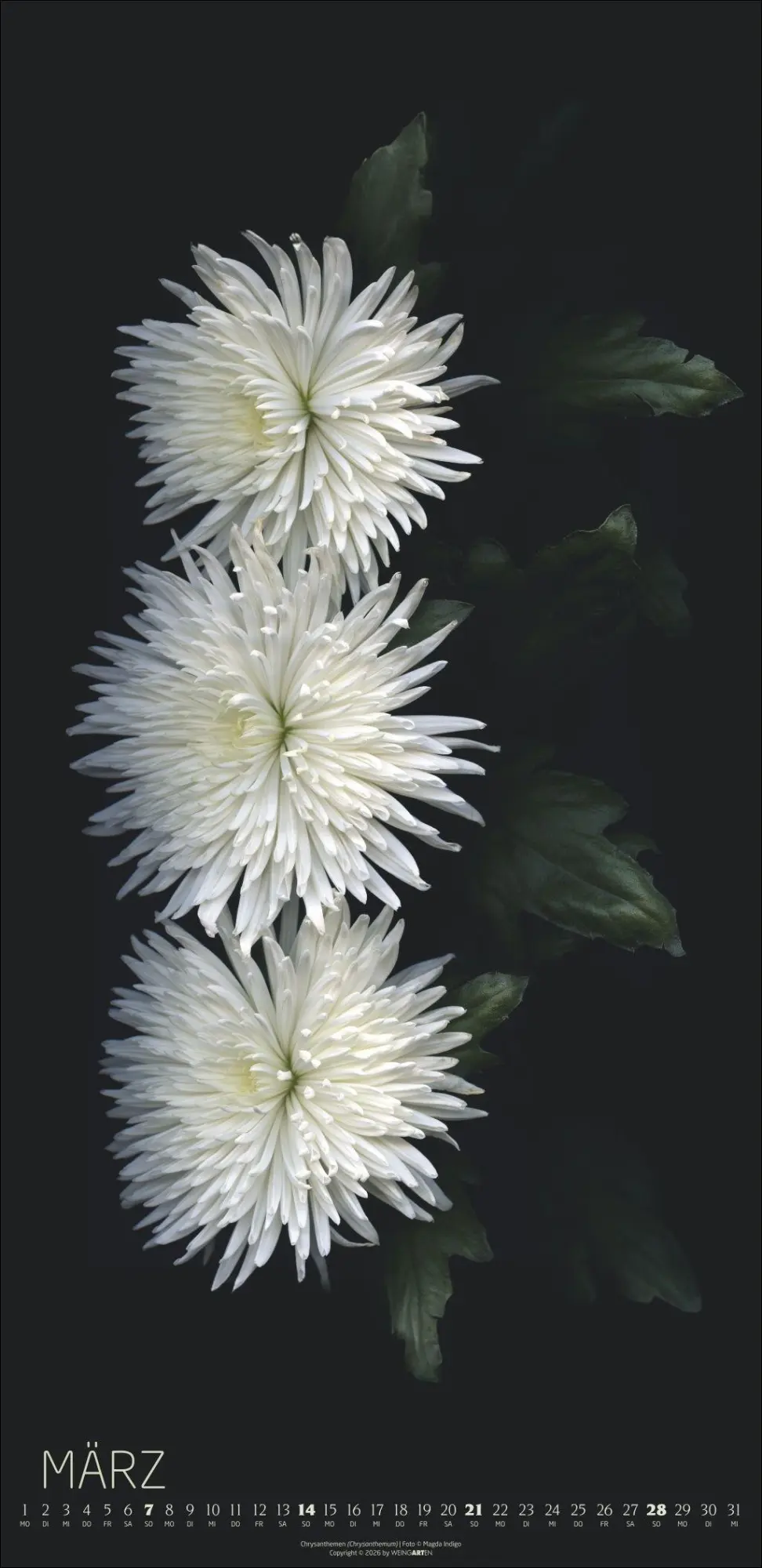 Bild: 9783839904084 | Die Magie der Blumen Kalender 2027 | Magda Indigo | Kalender | 14 S.