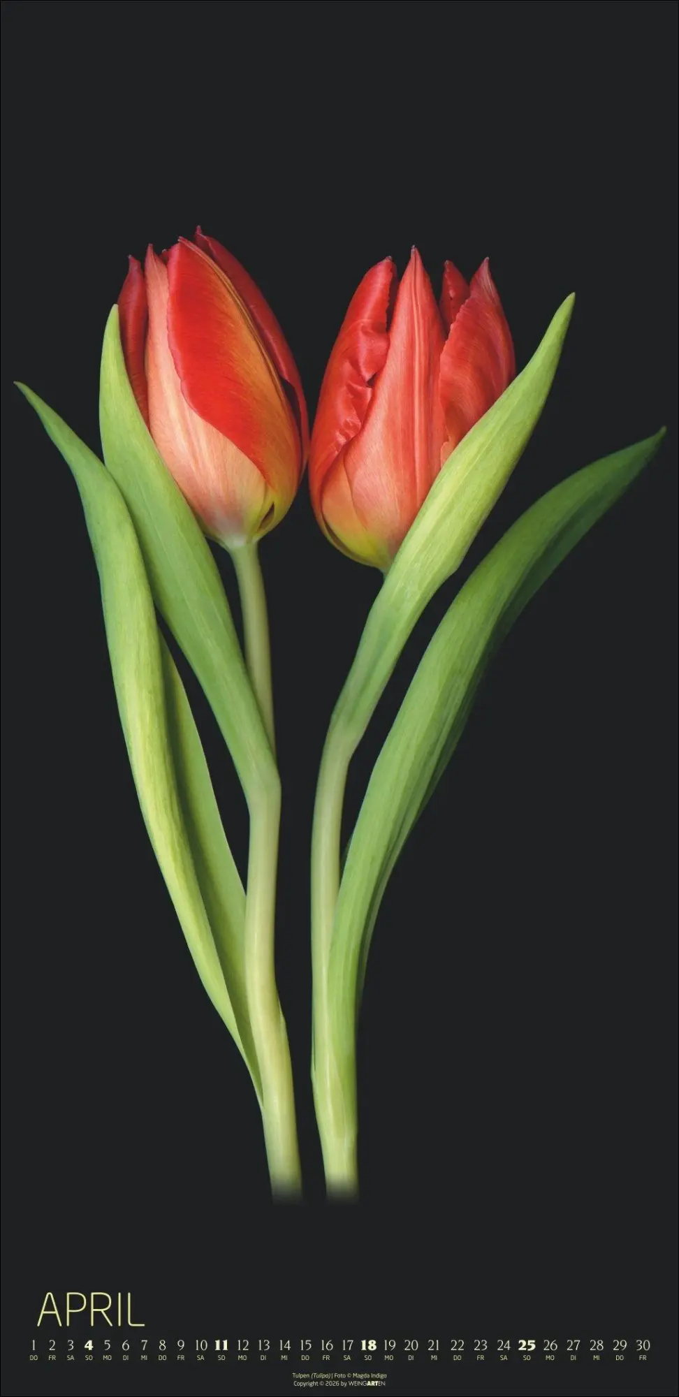 Bild: 9783839904084 | Die Magie der Blumen Kalender 2027 | Magda Indigo | Kalender | 14 S.