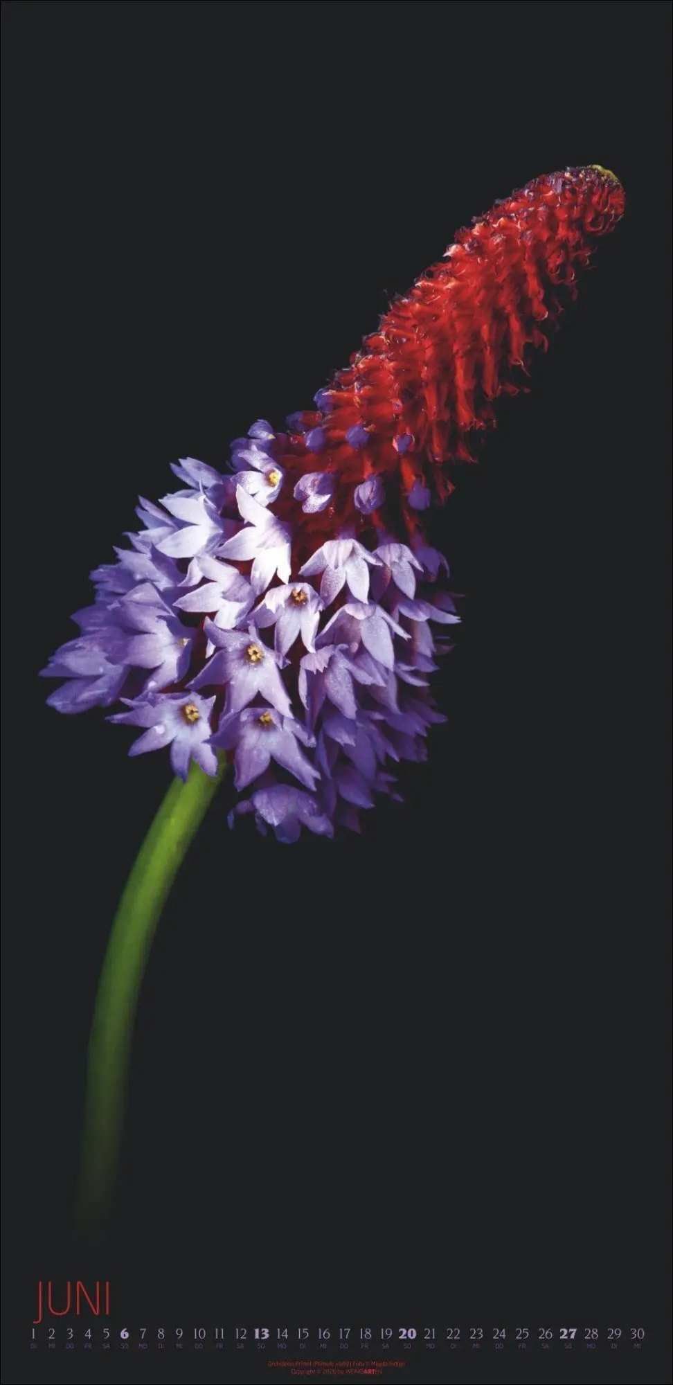 Bild: 9783839904084 | Die Magie der Blumen Kalender 2027 | Magda Indigo | Kalender | 14 S.