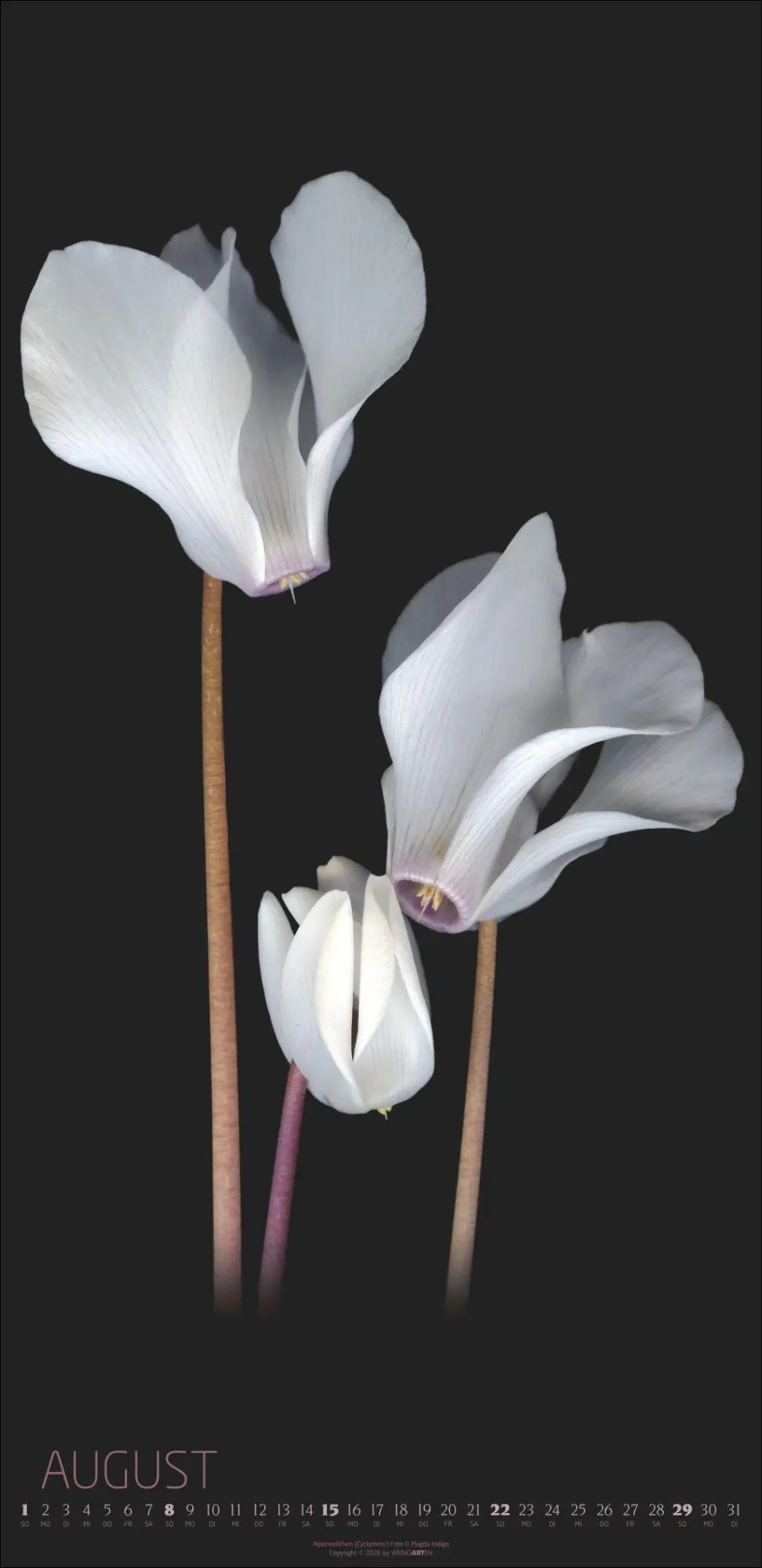 Bild: 9783839904084 | Die Magie der Blumen Kalender 2027 | Magda Indigo | Kalender | 14 S.
